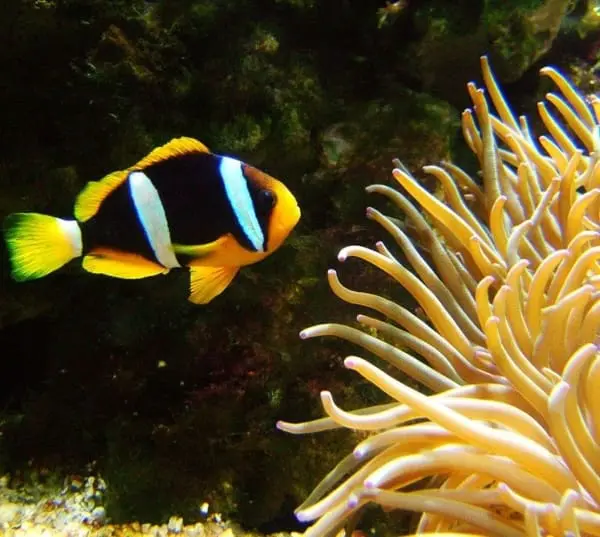 Bicinctus Clown - Red Sea - Image 2