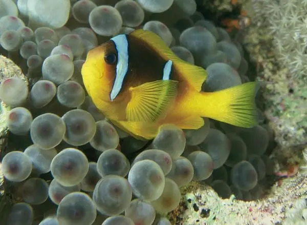 Bicinctus Clown - Red Sea - Image 4