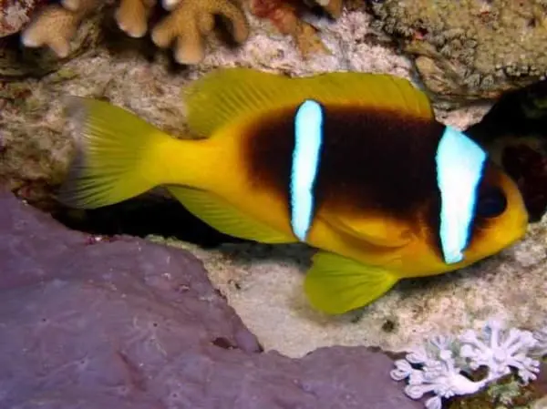 Bicinctus Clown - Red Sea - Image 3