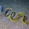 Blue Ribbon Eel for sale