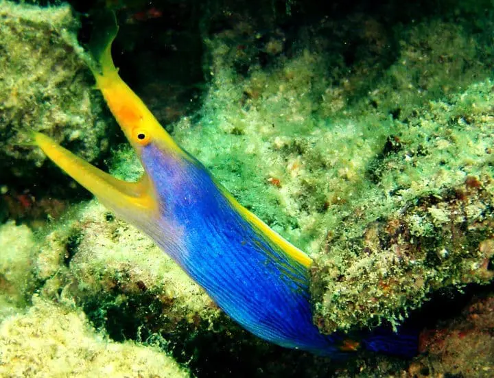 blue ribbon eel for sale