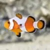 Davinci Clownfish for sale