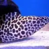 eels for sale