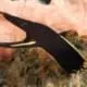 black ribbon eel for sale