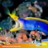 blue ribbon eel