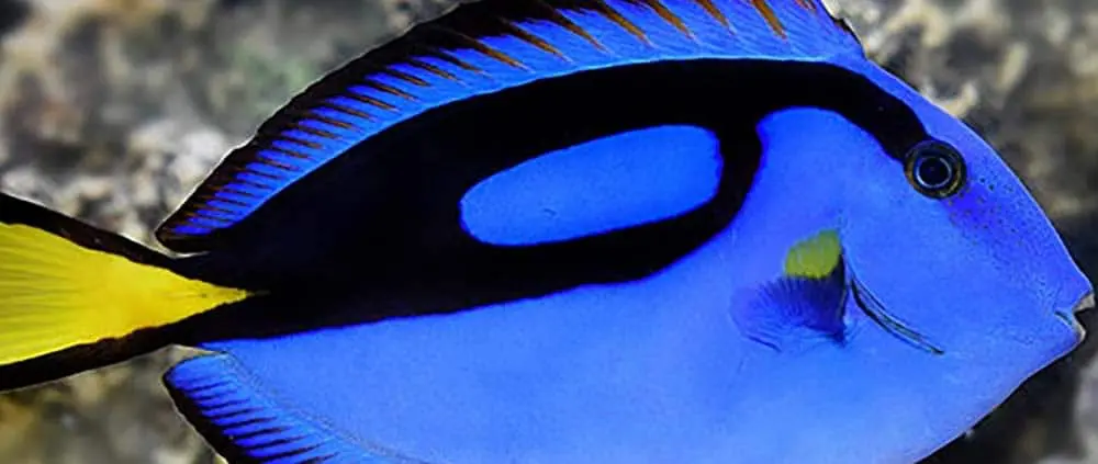 blue tang for sale