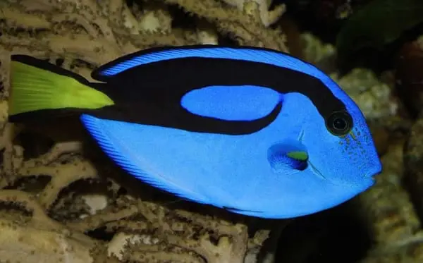 blue tangs