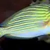 clown tang