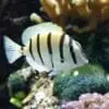 convict tang for sale