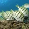convict tangs