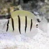 convict tang for sale
