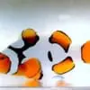 Davinci Clownfish for sale - Image 2
