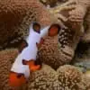 Davinci Clownfish for sale - Image 3
