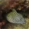 Tesselata Eel - Image 2