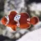 lightning maroon clownfish