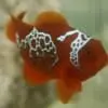 Lightning Maroon Clownfish - Image 3