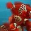 Lightning Maroon Clownfish - Image 2