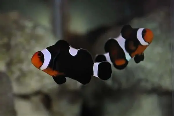Ocellaris Clownfish: Mocha - Captive Bred - Image 2