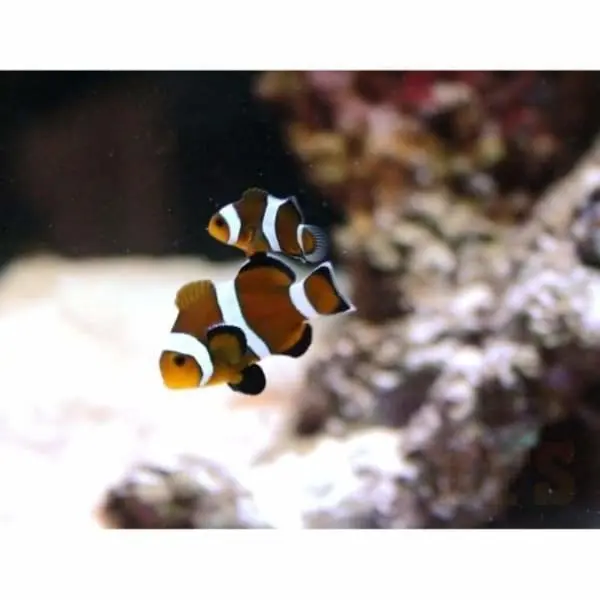 Ocellaris Clownfish: Mocha - Captive Bred - Image 3