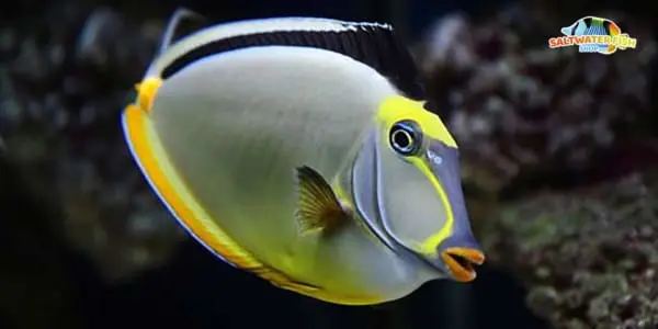 naso surgeonfish