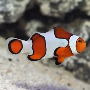 Ocellaris clownfish