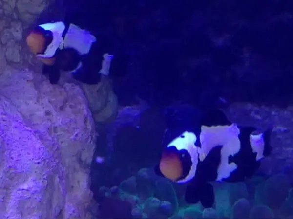 Snowflake Clownfish - Phantom Captive Bred - Image 2