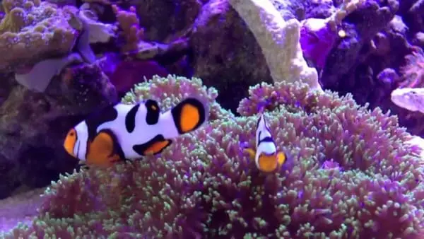 Picasso Percula Clownfish - Captive Bred Grade A - Image 2
