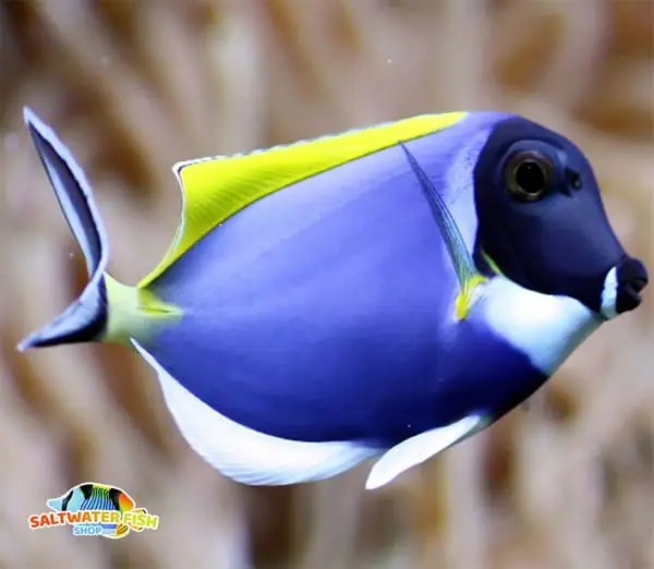 powder blue tang fish