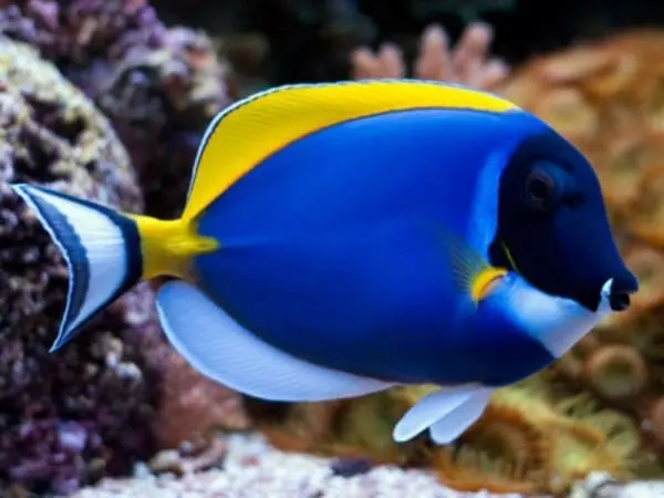 powder blue tang for sale - Image 6