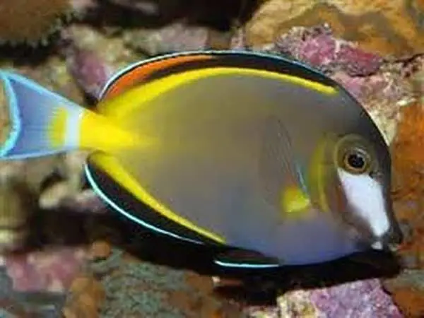 powder brown tang