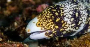 snowflake eels for sale