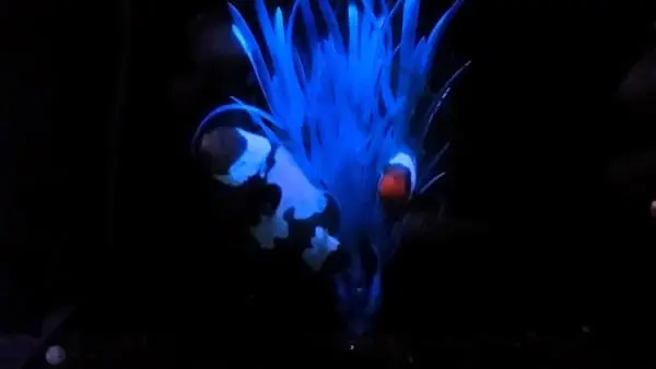 Snowflake Clownfish - Phantom Captive Bred - Image 3
