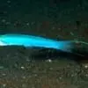 gudgeon goby for sale