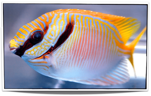 Scribbled rabbitfish for sale