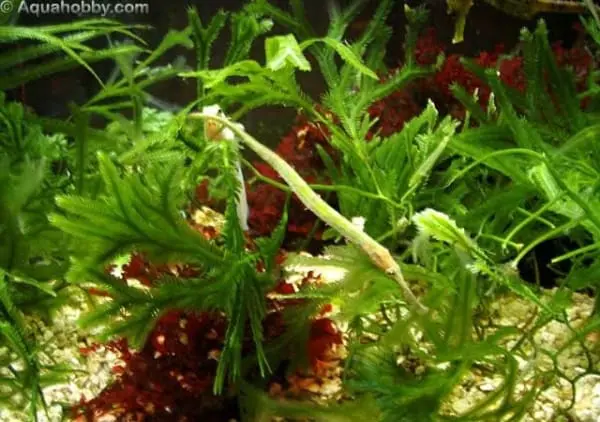 Alligator Pipefish