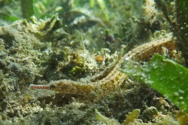 Alligator Pipefish - Image 2