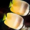 Klein's Butterflyfish - Image 3