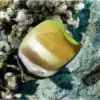 Klein's Butterflyfish - Image 2