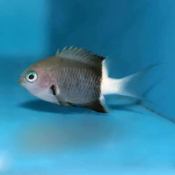 Bicolor Chromis Damsel (Chromis margaritifer) - Image 3