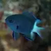 Bicolor Chromis Damsel (Chromis margaritifer) - Image 2