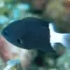 Bicolor Chromis Damsel (Chromis margaritifer)