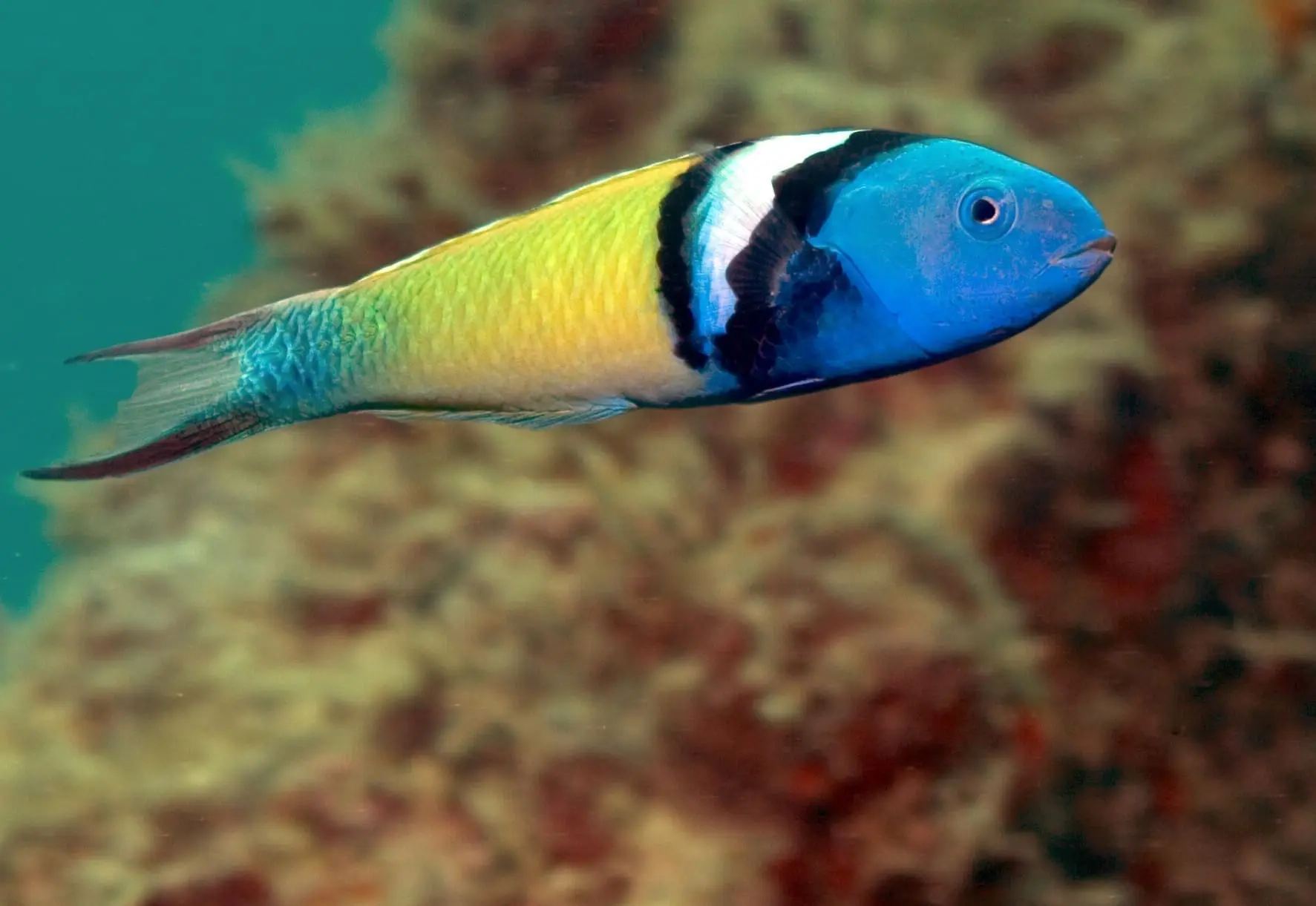 wrasse for sale
