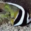butterfly fish for sale