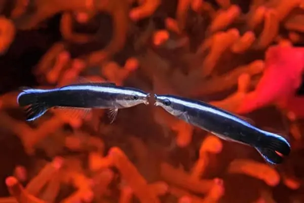 Cleaner Wrasse - Image 3