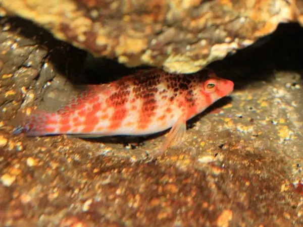 Falco hawkfish