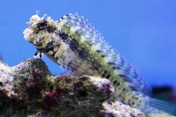Lawnmower Blenny - Image 4