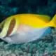 virgate rabbitfish