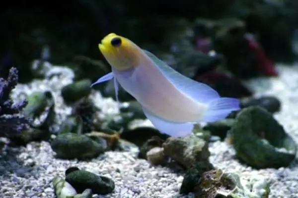 Pearly Jawfish - Image 2
