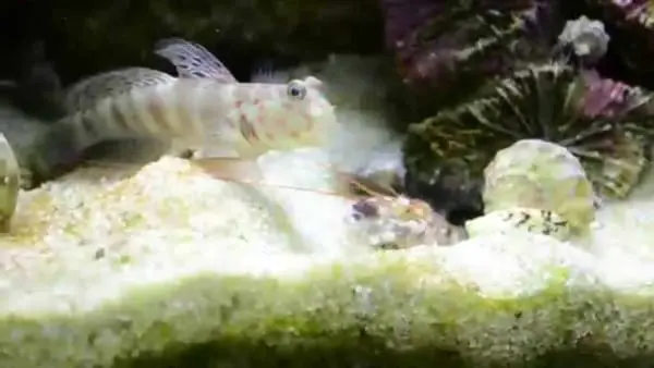 Pink and Blue Shrimpgoby - Image 4