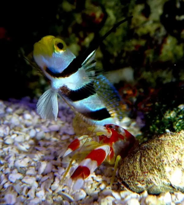 Shrimpgoby - Barbershop (Stonogobiops nematodes) - Image 4